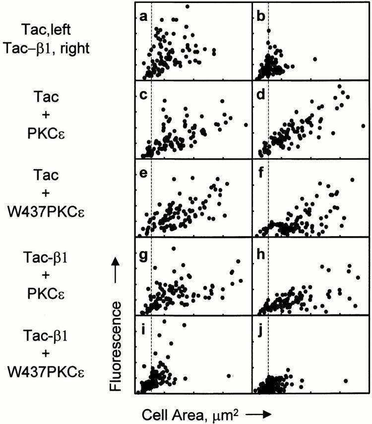 https://cdn.ncbi.nlm.nih.gov/pmc/blobs/ff4c/2150687/ef0ff9759dc1/JCB0006119.f3.jpg