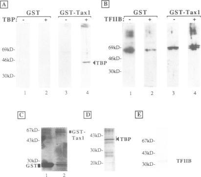 https://cdn.ncbi.nlm.nih.gov/pmc/blobs/ff4d/413723/1adb7bb1d291/emboj00083-0234-a.jpg