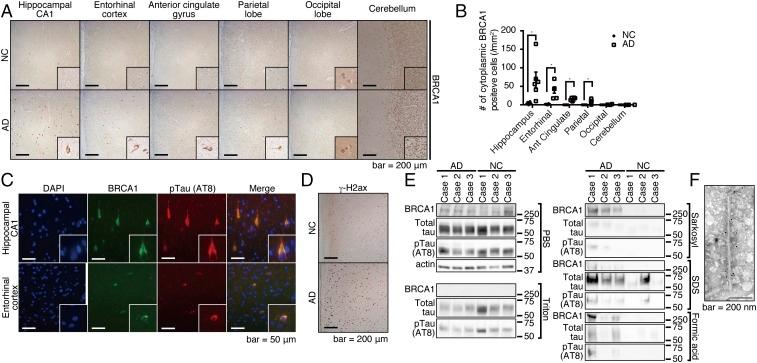 https://cdn.ncbi.nlm.nih.gov/pmc/blobs/ff4e/5692545/202663994df2/pnas.1707151114fig02.jpg