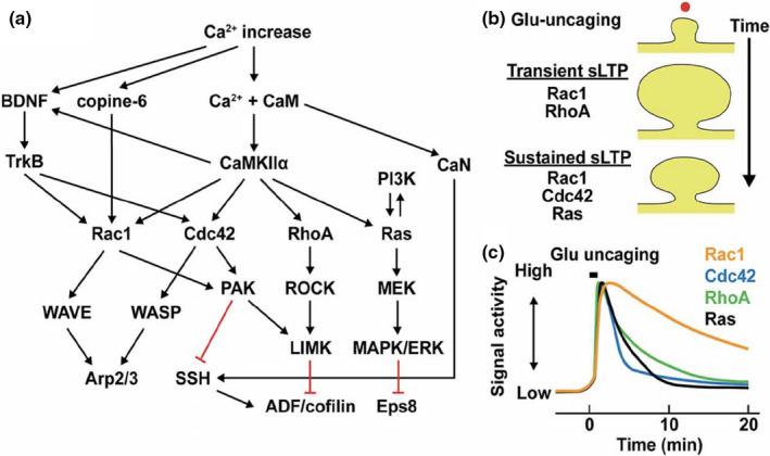 https://cdn.ncbi.nlm.nih.gov/pmc/blobs/ff4e/8597117/1af937071363/EJN-54-6948-g004.jpg