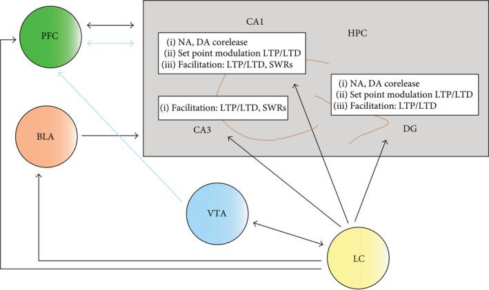 https://cdn.ncbi.nlm.nih.gov/pmc/blobs/ff4e/8597117/9f9b7dcedd40/EJN-54-6948-g002.jpg