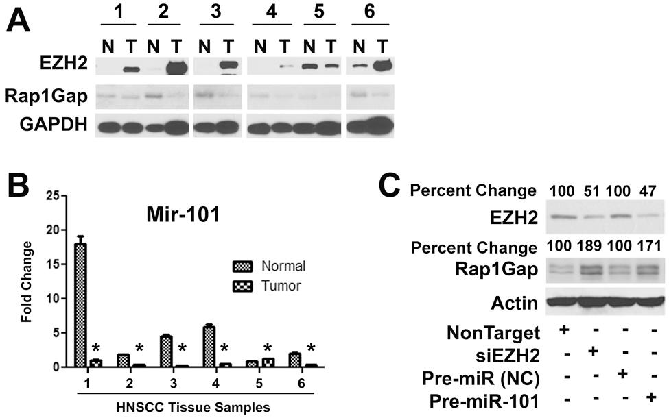 https://cdn.ncbi.nlm.nih.gov/pmc/blobs/ff50/3154567/33a6f9db6668/nihms282848f4.jpg