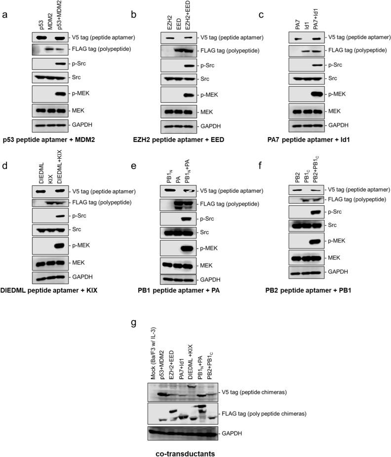 https://cdn.ncbi.nlm.nih.gov/pmc/blobs/ff53/8175380/0caf1fa5a974/41598_2021_91287_Fig2_HTML.jpg