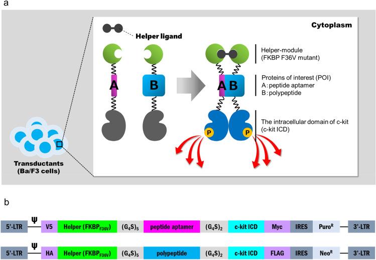 https://cdn.ncbi.nlm.nih.gov/pmc/blobs/ff53/8175380/8a429218587b/41598_2021_91287_Fig1_HTML.jpg