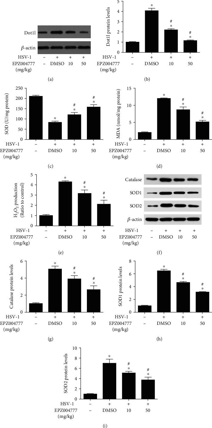 https://cdn.ncbi.nlm.nih.gov/pmc/blobs/ff5d/7899779/06394828e6ae/OMCL2021-6612689.003.jpg