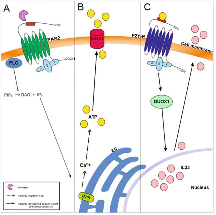 https://cdn.ncbi.nlm.nih.gov/pmc/blobs/ff61/10234180/d7aed24599b1/CLT2-13-e12252-g003.jpg
