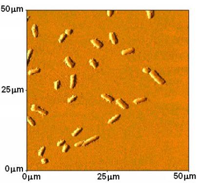 https://cdn.ncbi.nlm.nih.gov/pmc/blobs/ff61/3768968/5e4cc01bd889/bjm-43-341-g001.jpg