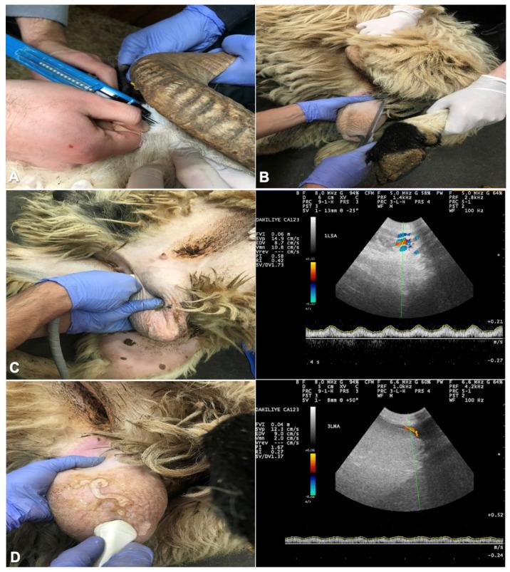 https://cdn.ncbi.nlm.nih.gov/pmc/blobs/ff62/10854573/5ac653a2fa9f/animals-14-00442-g001.jpg