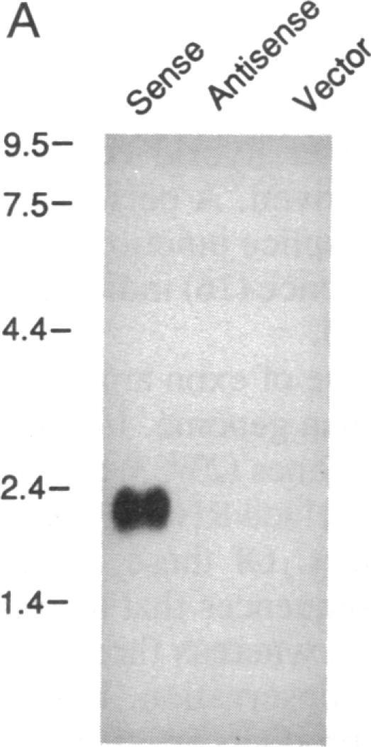 https://cdn.ncbi.nlm.nih.gov/pmc/blobs/ff63/51582/97bb7e13e861/pnas01059-0507-a.jpg