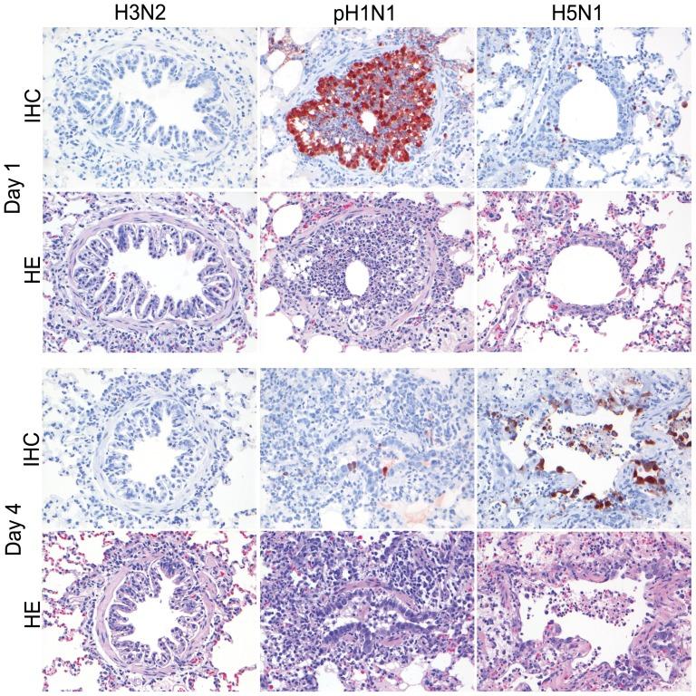 https://cdn.ncbi.nlm.nih.gov/pmc/blobs/ff65/3414522/fe2d8ecf1e67/pone.0042343.g007.jpg