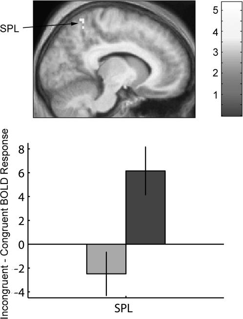 https://cdn.ncbi.nlm.nih.gov/pmc/blobs/ff68/3041013/457c7c50a608/cercorbhq139f04_ht.jpg