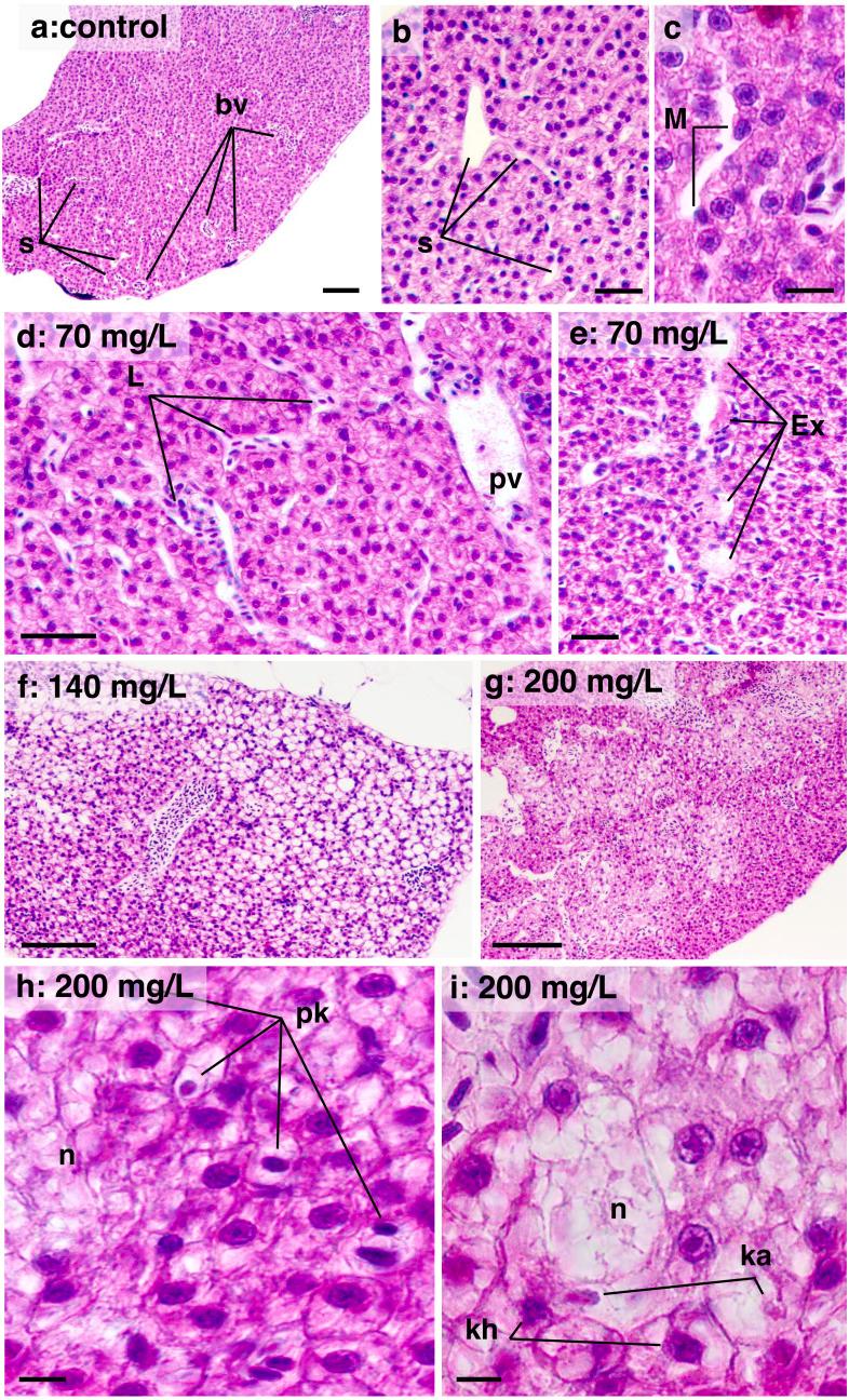 https://cdn.ncbi.nlm.nih.gov/pmc/blobs/ff6d/10702335/8512b9c31faa/peerj-11-16452-g006.jpg