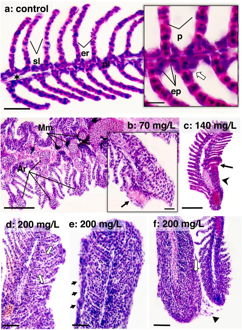 https://cdn.ncbi.nlm.nih.gov/pmc/blobs/ff6d/10702335/dfd0852ff405/peerj-11-16452-g005.jpg