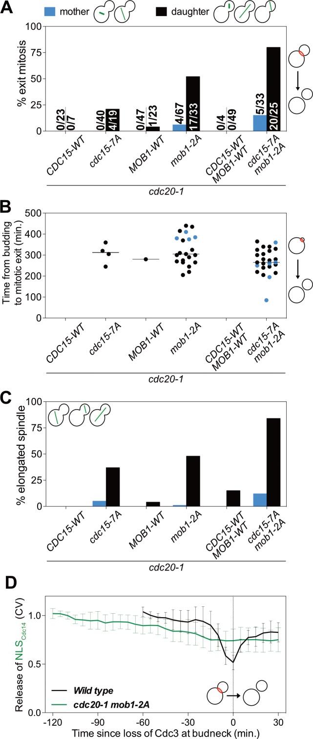 https://cdn.ncbi.nlm.nih.gov/pmc/blobs/ff6e/6363386/5de8334de923/elife-41139-fig6.jpg