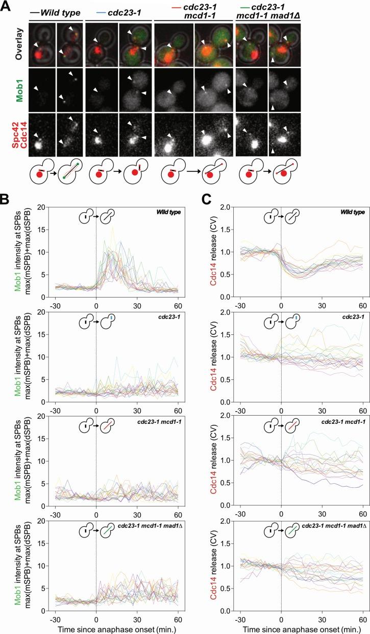 https://cdn.ncbi.nlm.nih.gov/pmc/blobs/ff6e/6363386/7e870aad4883/elife-41139-fig1-figsupp2.jpg