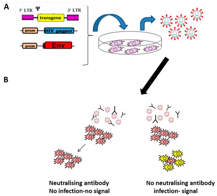 https://cdn.ncbi.nlm.nih.gov/pmc/blobs/ff70/7911487/3bce43ea42f8/viruses-13-00217-g001.jpg