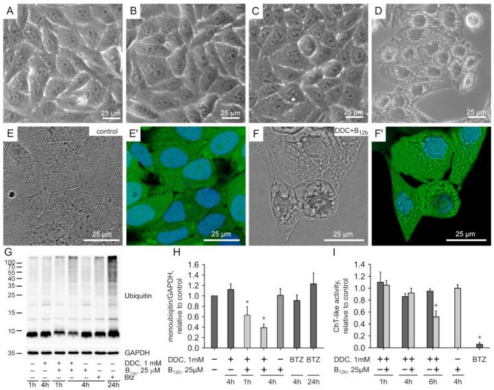 https://cdn.ncbi.nlm.nih.gov/pmc/blobs/ff70/9506514/8a16d4819a8c/membranes-12-00845-g001.jpg