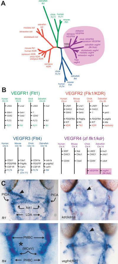 https://cdn.ncbi.nlm.nih.gov/pmc/blobs/ff71/1959394/abfe32ce957f/pgen.0030140.g003.jpg