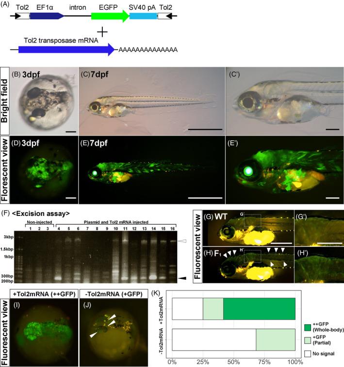 https://cdn.ncbi.nlm.nih.gov/pmc/blobs/ff73/11656680/95609a6dc80f/DVDY-253-815-g003.jpg