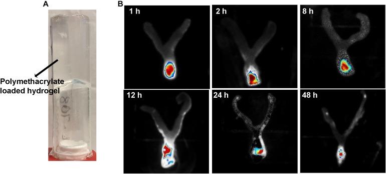 https://cdn.ncbi.nlm.nih.gov/pmc/blobs/ff74/6853869/c9343c8c67c1/fmicb-10-02592-g001.jpg