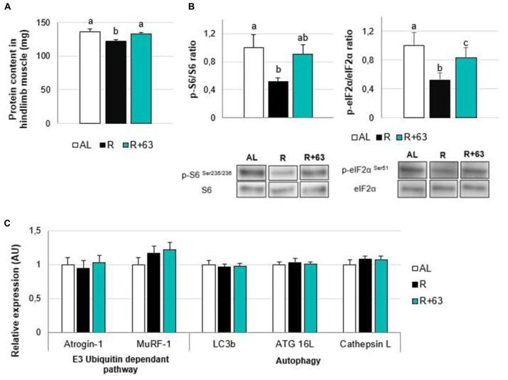 https://cdn.ncbi.nlm.nih.gov/pmc/blobs/ff74/9399775/20ee07b72dac/fnut-09-928798-g006.jpg