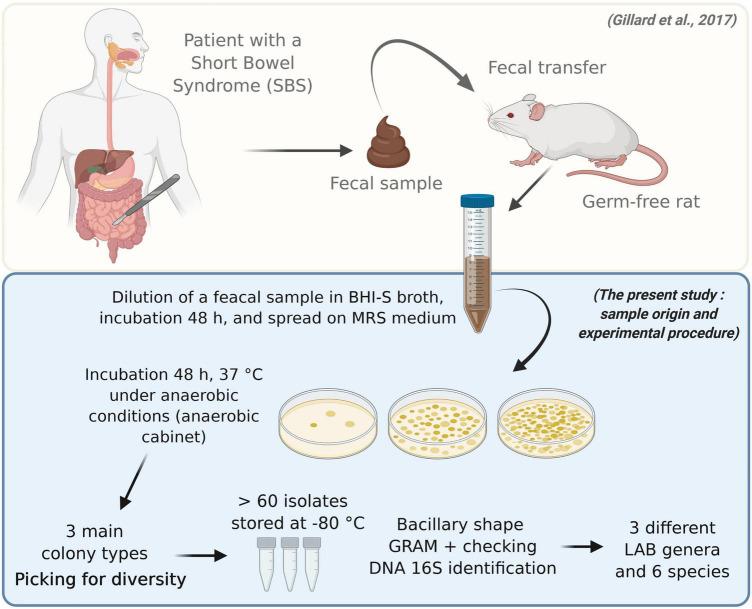 https://cdn.ncbi.nlm.nih.gov/pmc/blobs/ff74/9399775/3b3e89a7dfb9/fnut-09-928798-g002.jpg