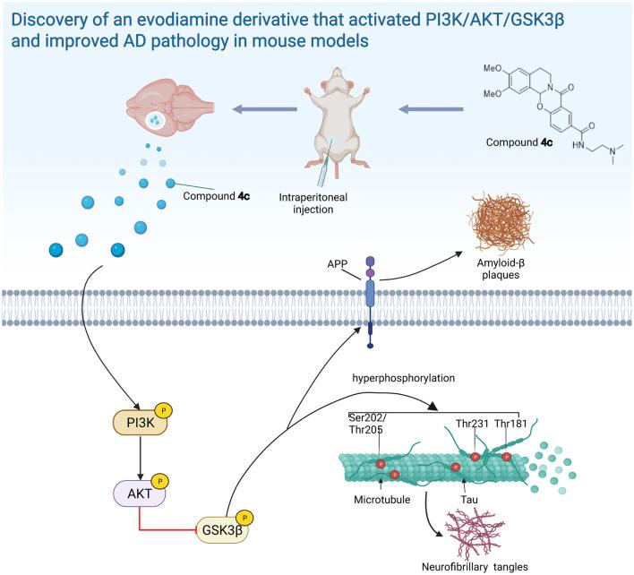 https://cdn.ncbi.nlm.nih.gov/pmc/blobs/ff77/9868638/02247c8410f5/fnmol-15-1025066-g0010.jpg