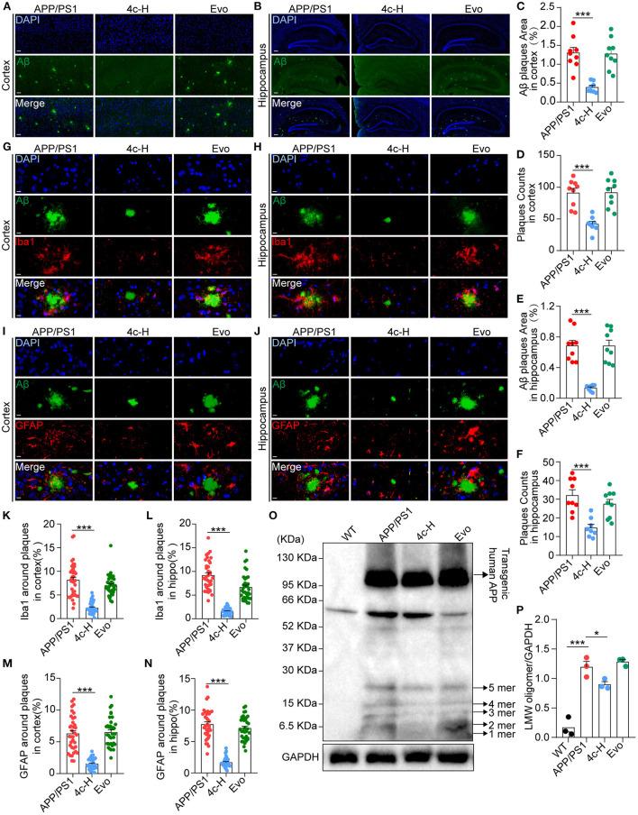https://cdn.ncbi.nlm.nih.gov/pmc/blobs/ff77/9868638/722374caf230/fnmol-15-1025066-g0006.jpg