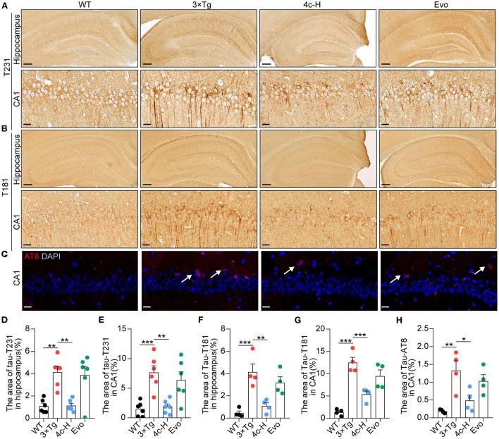 https://cdn.ncbi.nlm.nih.gov/pmc/blobs/ff77/9868638/8c93a93df9bd/fnmol-15-1025066-g0005.jpg