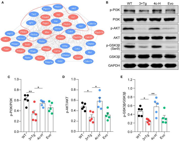 https://cdn.ncbi.nlm.nih.gov/pmc/blobs/ff77/9868638/ce277adb715e/fnmol-15-1025066-g0008.jpg
