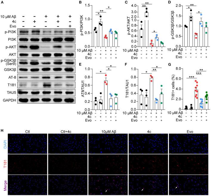 https://cdn.ncbi.nlm.nih.gov/pmc/blobs/ff77/9868638/fcafdce34d72/fnmol-15-1025066-g0009.jpg