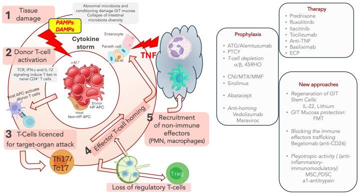 https://cdn.ncbi.nlm.nih.gov/pmc/blobs/ff78/11431085/e48ccddd05dd/cells-13-01524-g001.jpg