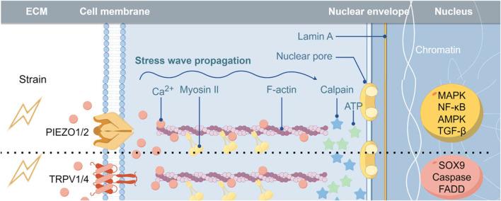 https://cdn.ncbi.nlm.nih.gov/pmc/blobs/ff7a/12078208/858e9cea56b7/fcell-13-1549812-g001.jpg