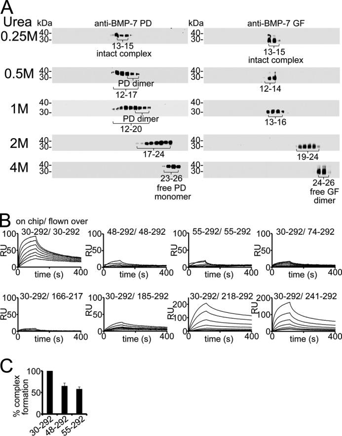 https://cdn.ncbi.nlm.nih.gov/pmc/blobs/ff7e/4933460/2fb513b910b2/zbc0261645010006.jpg