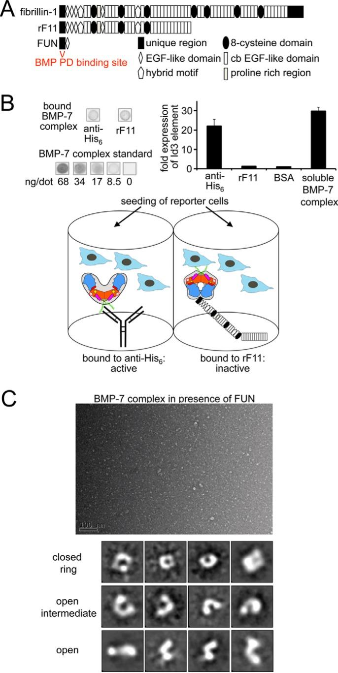 https://cdn.ncbi.nlm.nih.gov/pmc/blobs/ff7e/4933460/3e1d547c60c4/zbc0261645010008.jpg