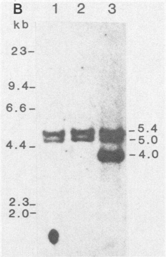 https://cdn.ncbi.nlm.nih.gov/pmc/blobs/ff82/253051/e385936a5a26/jvirol00106-0168-a.jpg