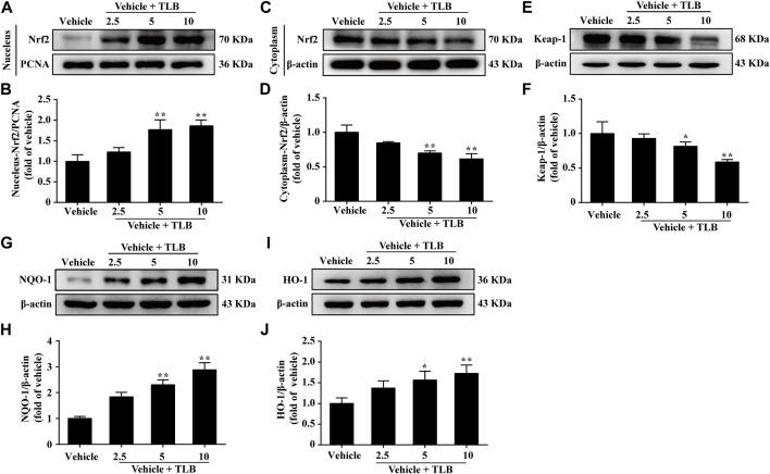 https://cdn.ncbi.nlm.nih.gov/pmc/blobs/ff82/9263197/654fe300db50/fphar-13-913367-g004.jpg