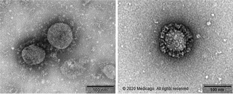 https://cdn.ncbi.nlm.nih.gov/pmc/blobs/ff89/8626723/da32ac3e2e6d/10529_2021_3211_Fig2_HTML.jpg
