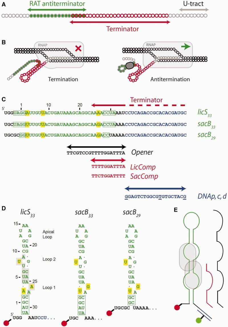 https://cdn.ncbi.nlm.nih.gov/pmc/blobs/ff8b/3575810/5be56998cb58/gks1315f1p.jpg