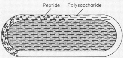 https://cdn.ncbi.nlm.nih.gov/pmc/blobs/ff93/389098/51c9d99a2604/pnas00080-0128-a.jpg