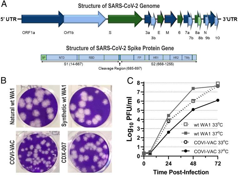 https://cdn.ncbi.nlm.nih.gov/pmc/blobs/ff93/8307828/b075c169d9ed/pnas.2102775118fig01.jpg