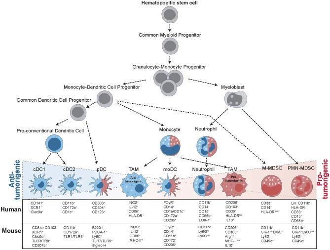 https://cdn.ncbi.nlm.nih.gov/pmc/blobs/ff97/6892746/6915c761a58d/fimmu-10-02746-g0001.jpg