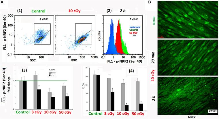 https://cdn.ncbi.nlm.nih.gov/pmc/blobs/ff9c/7767887/21bd85505d38/fcell-08-584497-g004.jpg