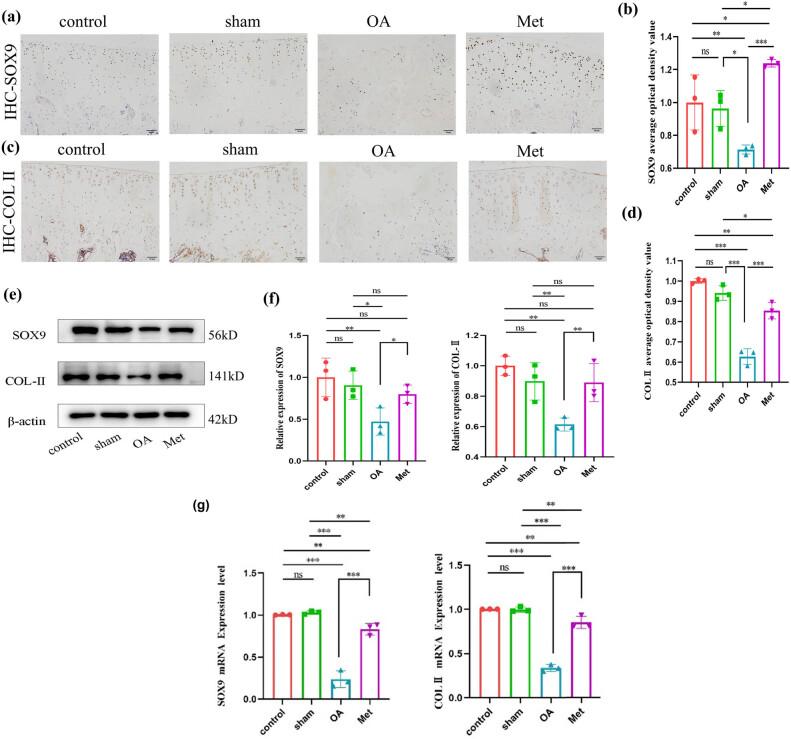 https://cdn.ncbi.nlm.nih.gov/pmc/blobs/ffae/11292032/177952754c1c/j_biol-2022-0922-fig003.jpg