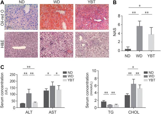 https://cdn.ncbi.nlm.nih.gov/pmc/blobs/ffaf/7688626/8c24174ed8b5/fphar-11-529553-g003.jpg