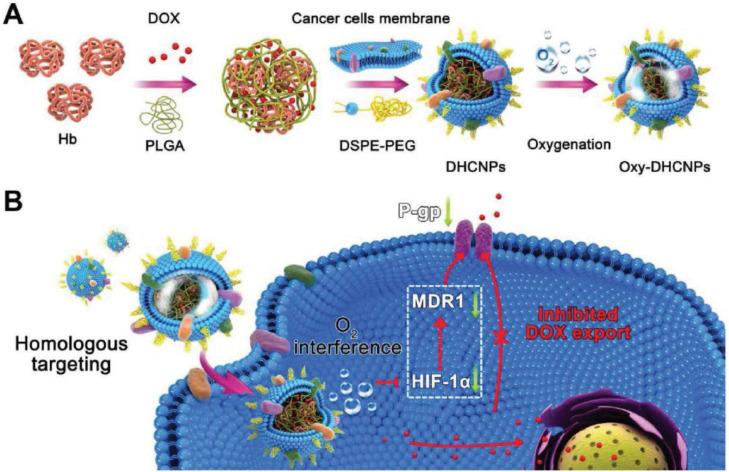 https://cdn.ncbi.nlm.nih.gov/pmc/blobs/ffb0/8105416/88c0324a23fe/gr6.jpg