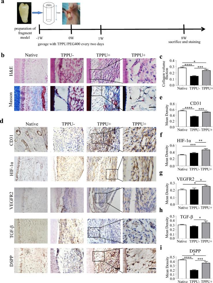 https://cdn.ncbi.nlm.nih.gov/pmc/blobs/ffb2/10790489/2216100aabc9/12967_2024_4863_Fig7_HTML.jpg
