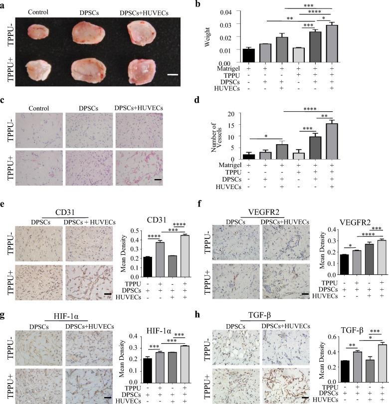 https://cdn.ncbi.nlm.nih.gov/pmc/blobs/ffb2/10790489/bec7d3427b5e/12967_2024_4863_Fig4_HTML.jpg