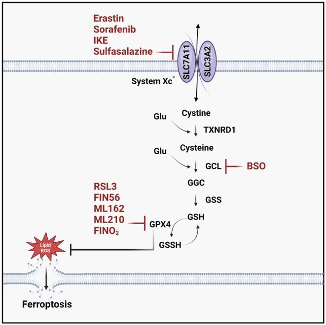 https://cdn.ncbi.nlm.nih.gov/pmc/blobs/ffb4/12425821/53900dfa7fde/JCMM-29-e70790-g001.jpg