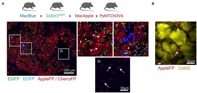 https://cdn.ncbi.nlm.nih.gov/pmc/blobs/ffb4/6555099/a62034e24dd7/fimmu-10-01201-g0002.jpg